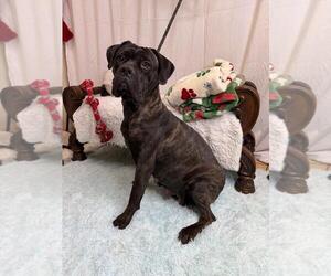 Mutt Dogs for adoption in Goodyear, AZ, USA