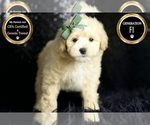 Small #4 Maltipoo (Miniature)