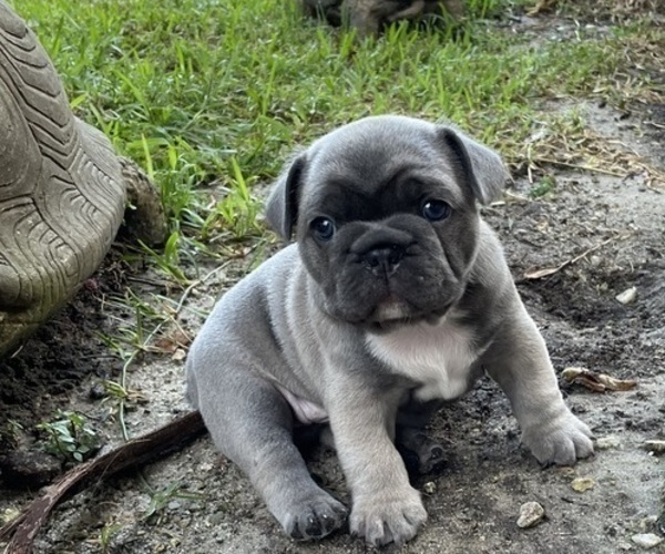 Medium Photo #3 French Bulldog Puppy For Sale in MIRAMAR, FL, USA