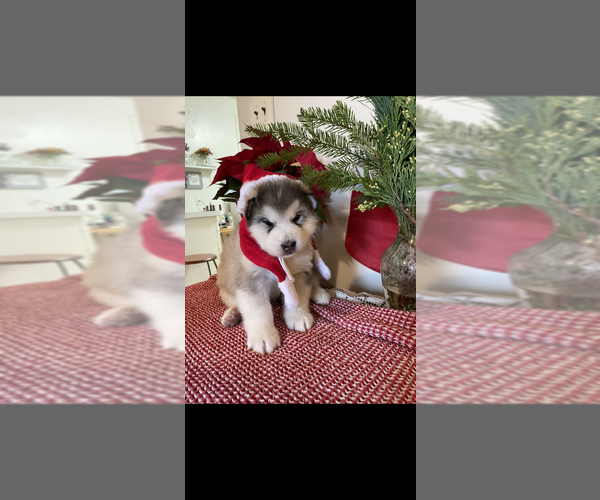 Medium Photo #1 Alaskan Malamute Puppy For Sale in PASADENA, MD, USA