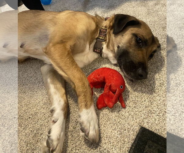 Medium Photo #4 Labrador Retriever-Unknown Mix Puppy For Sale in Princeton, MN, USA