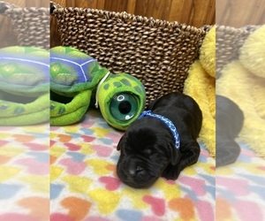 Labrador Retriever Puppy for sale in NEOLA, WV, USA