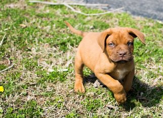 Dogue de Bordeaux Puppy for sale in LEBANON, TN, USA