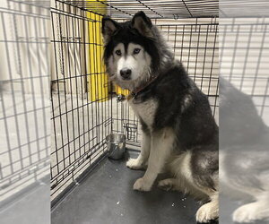 Siberian Husky-Unknown Mix Dogs for adoption in Las Vegas, NV, USA