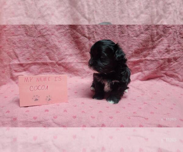 Medium Photo #2 Maltipoo Puppy For Sale in BROOKFIELD, MO, USA