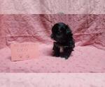 Small #1 Maltipoo