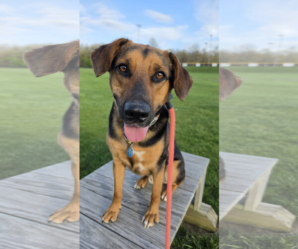 Medium Photo #4 Mutt Puppy For Sale in Rockaway, NJ, USA