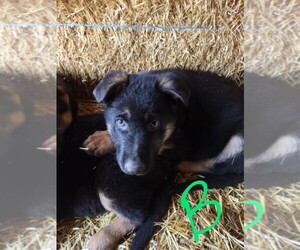 German Shepherd Dog Puppy for sale in LAWRENCEBURG, KY, USA