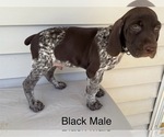 Small #7 German Shorthaired Pointer