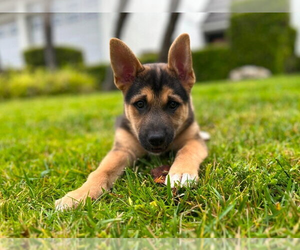 Medium Photo #6 Mutt Puppy For Sale in Lake Forest, CA, USA