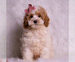 Small #3 Goldendoodle (Miniature)