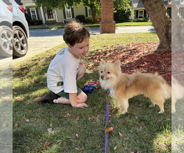 Medium Photo #5 Pomeranian Puppy For Sale in Arlington, VA, USA
