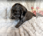 Small Photo #8 Aussiedoodle-Poodle (Standard) Mix Puppy For Sale in COMMERCE, MI, USA