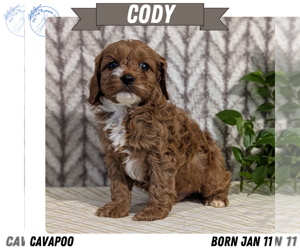 Medium Photo #1 Cavapoo (Miniature) Puppy For Sale in GOSHEN, IN, USA