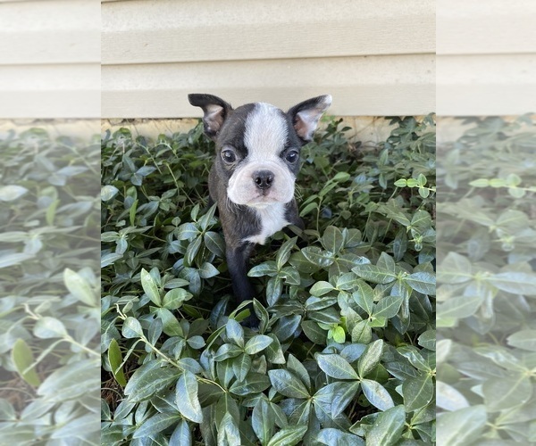 Medium Photo #2 Boston Terrier Puppy For Sale in FREDONIA, KS, USA