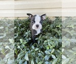Small #1 Boston Terrier
