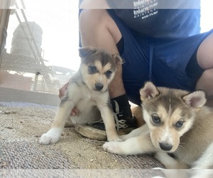 Alaskan Husky-German Shepherd Dog Mix Puppy for sale in SANTA MARGARITA, CA, USA