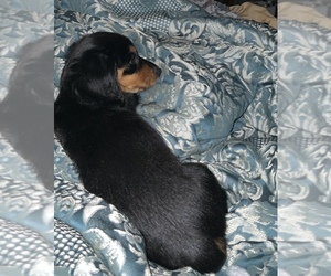 Dachshund Puppy for sale in CARTERSVILLE, GA, USA