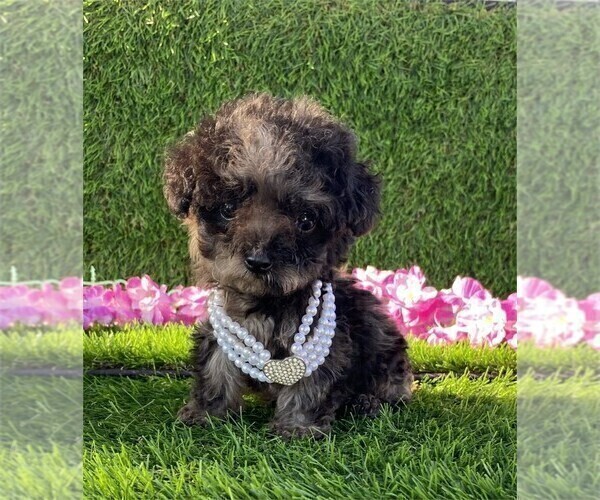 Medium Photo #8 Poodle (Toy) Puppy For Sale in TAMPA, FL, USA