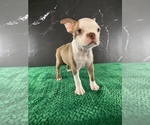 Small #13 Boston Terrier