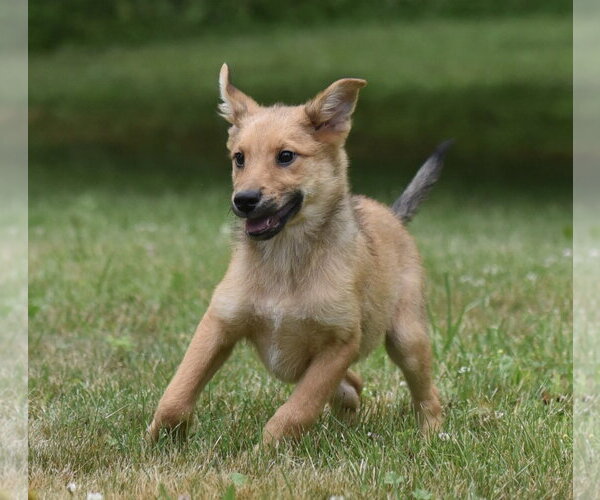 Medium Photo #6 German Shepherd Dog-Retriever  Mix Puppy For Sale in Mechanicsburg, PA, USA