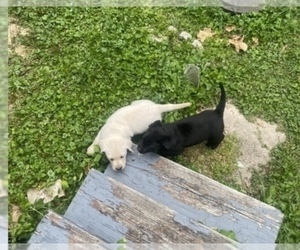 Labrador Retriever Puppy for sale in MC CORDSVILLE, IN, USA