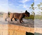 Small #2 French Bulldog
