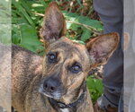Small #1 Holland Shepherd Mix
