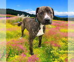 Small #8 American Pit Bull Terrier