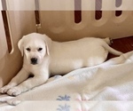 Small Photo #3 Labrador Retriever Puppy For Sale in KITTRELL, NC, USA