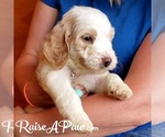 Small Photo #2 Goldendoodle-Poodle (Standard) Mix Puppy For Sale in OVERGAARD, AZ, USA