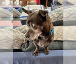 Small #3 Chihuahua Mix
