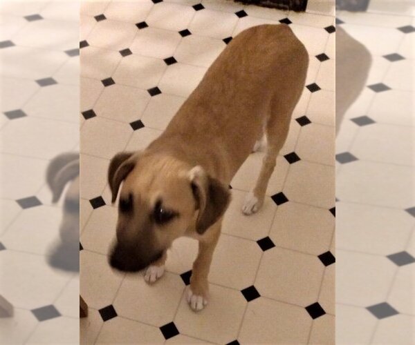 Medium Photo #4 Labrador Retriever-Unknown Mix Puppy For Sale in New York, NY, USA