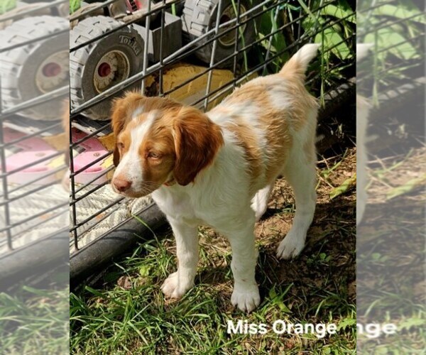 Medium Photo #4 Brittany Puppy For Sale in COLVILLE, WA, USA