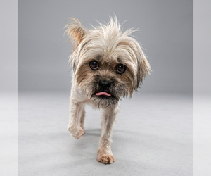 Shih Tzu Dogs for adoption in Vail, AZ, USA