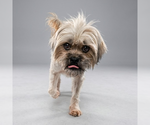 Small Shih Tzu