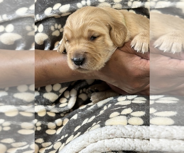 Medium Photo #9 Golden Retriever Puppy For Sale in BRANDON, FL, USA