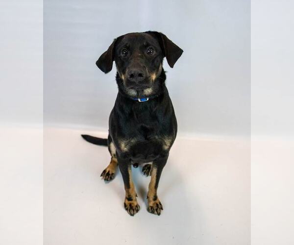 Medium Photo #3 Labrador Retriever-Unknown Mix Puppy For Sale in Kennesaw, GA, USA