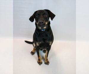 Orson - Male Labrador Retriever-Unknown Mix Dog for Adoption - Photo #3