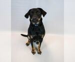 Small #2 Labrador Retriever Mix