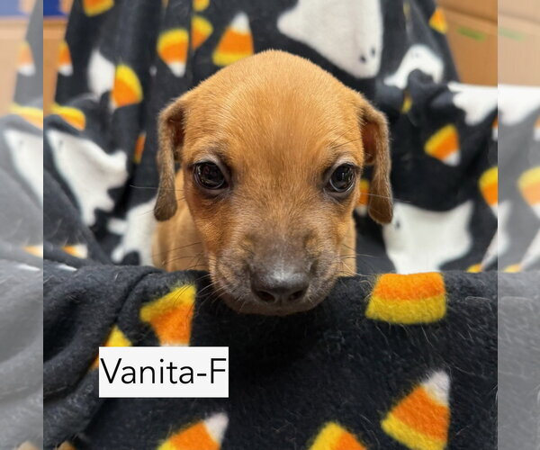 Medium Photo #1 Mutt Puppy For Sale in Gilberts, IL, USA