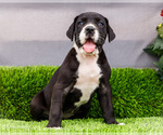 Small #2 Great Dane
