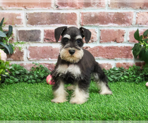 Medium Photo #1 Schnauzer (Miniature) Puppy For Sale in SYRACUSE, IN, USA