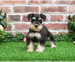 Schnauzer (Miniature) Puppy for sale in SYRACUSE, IN, USA