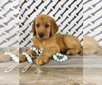 Image preview for Ad Listing. Nickname: Rocko