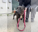 Small #6 Staffordshire Bull Terrier Mix