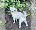Small #1 Poodle (Toy) Mix