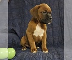 Puppy Oscar Boxer