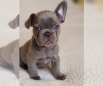 Small #3 French Bulldog
