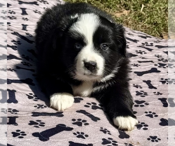 Medium Photo #7 Australian Shepherd Puppy For Sale in SALISBURY, NC, USA